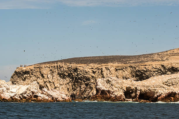 Birds at Isla Ballestas