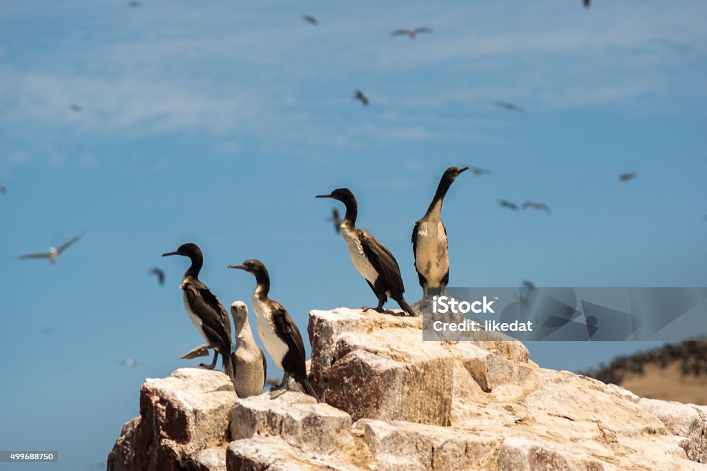Birds at Isla Ballestas Miocene Stock Photo