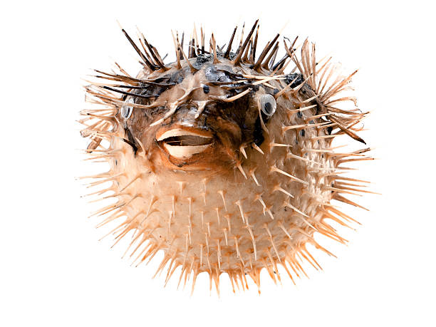 pez erizo de naranja aislado en blanco - puffer fish fotografías e imágenes de stock