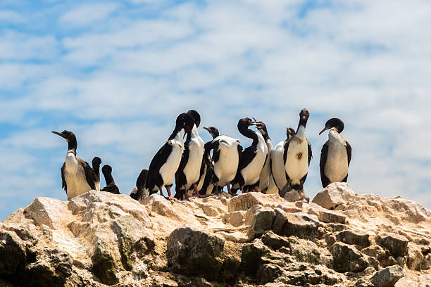 istock Birds at Isla Ballestas 499689860