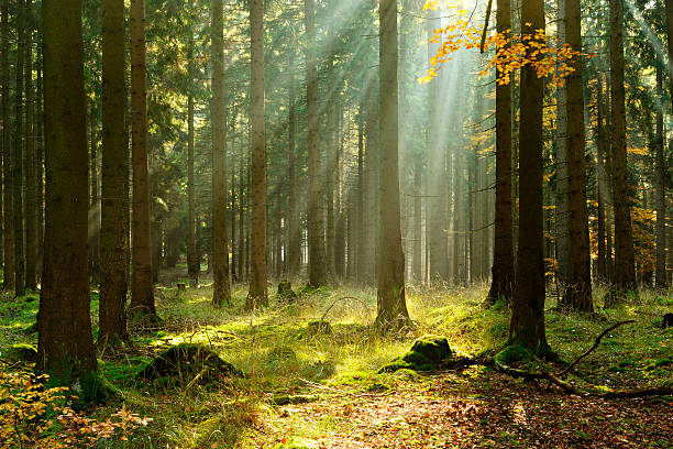 abeto picea bosque en otoño en la niebla iluminado por sunbeams - bosque fotografías e imágenes de stock