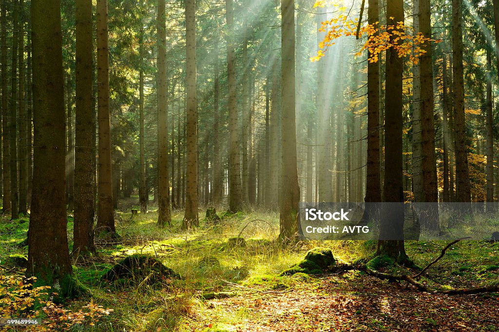 Peccio Foresta in autunno illuminata da Sunbeams attraverso la nebbia - Foto stock royalty-free di Foresta