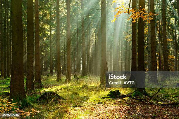 Spruce Tree Forest In Autumn Illuminated By Sunbeams Through Fog Stock Photo - Download Image Now