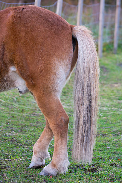 istock Hindquarters and tail on a beautiful stallion 499690808