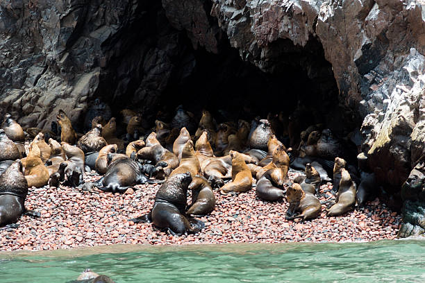 istock Sea lions are chilling on a rock on pacific ocean 499690940
