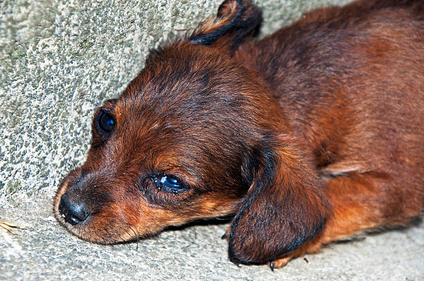 istock Abandoned Little Puppy 499691054