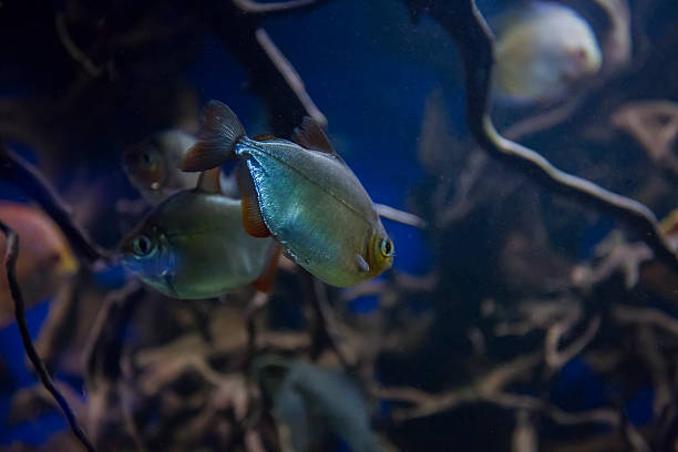 silver fish mangrove The fish is swimming among mangrove roots in a dark aquarium. silver piranha fish stock pictures, royalty-free photos & images