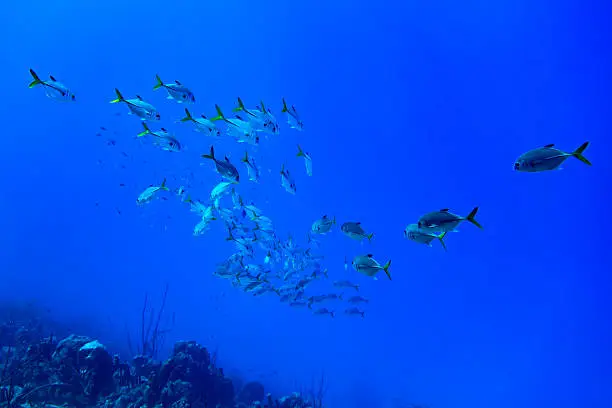 a school of Horse-eyed Jacks swimming in the blue waters of Bonaire in the Caribbean