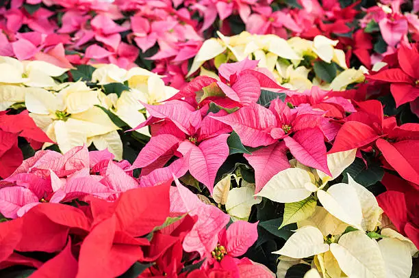 Close Up of Colorful Christmas Poinsettias