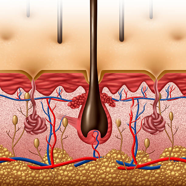 Skin Anatomy Skin anatomy diagram concept with a cross section of the human body surface organ with hair follicle and red and blue blood vessels as a health care and medical symbol of anatomical function. sweat gland stock pictures, royalty-free photos & images