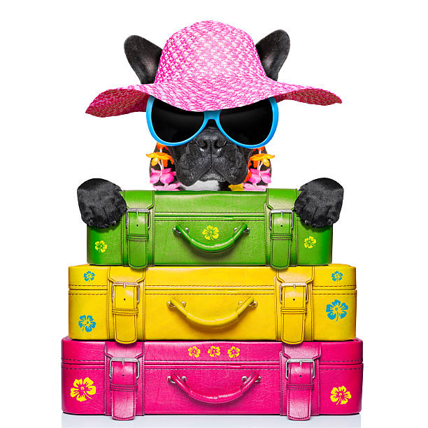 istock holliday luggage dog 499694613