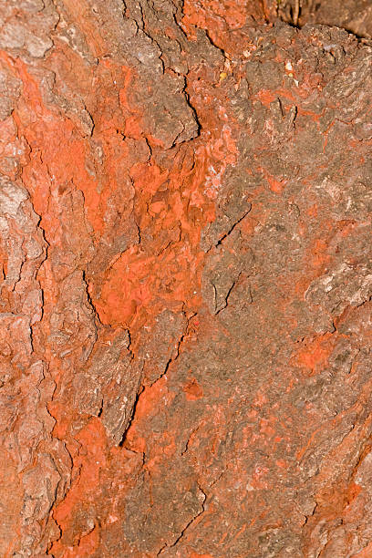 istock Tree bark, dry parts of the tree 499694685