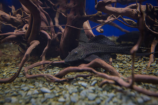 spot pleco peixe dourado - ancistrus fish tropical fresh water fish front view imagens e fotografias de stock