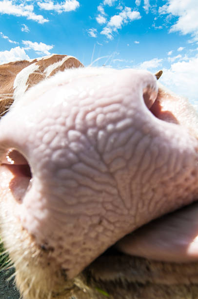 Cow Forehead Pallor - Free photo on Pixabay