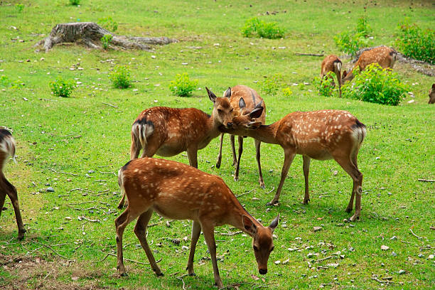 istock Deer relaxing in a park with copy space 499695665