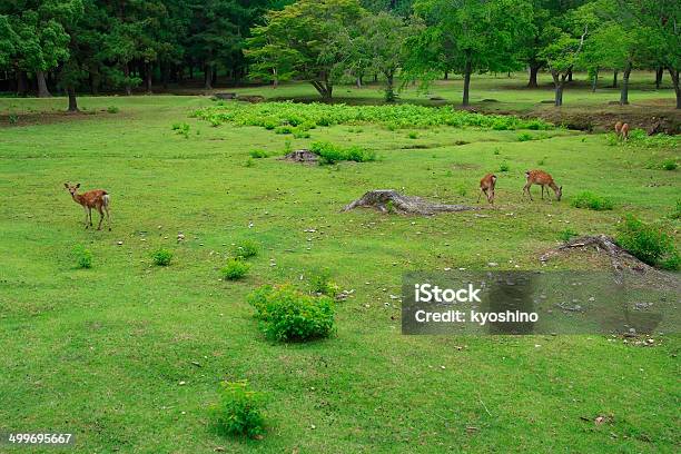 落ち着いた奈良鹿公園 - くつろぐのストックフォトや画像を多数ご用意 - くつろぐ, アジア大陸, シカ