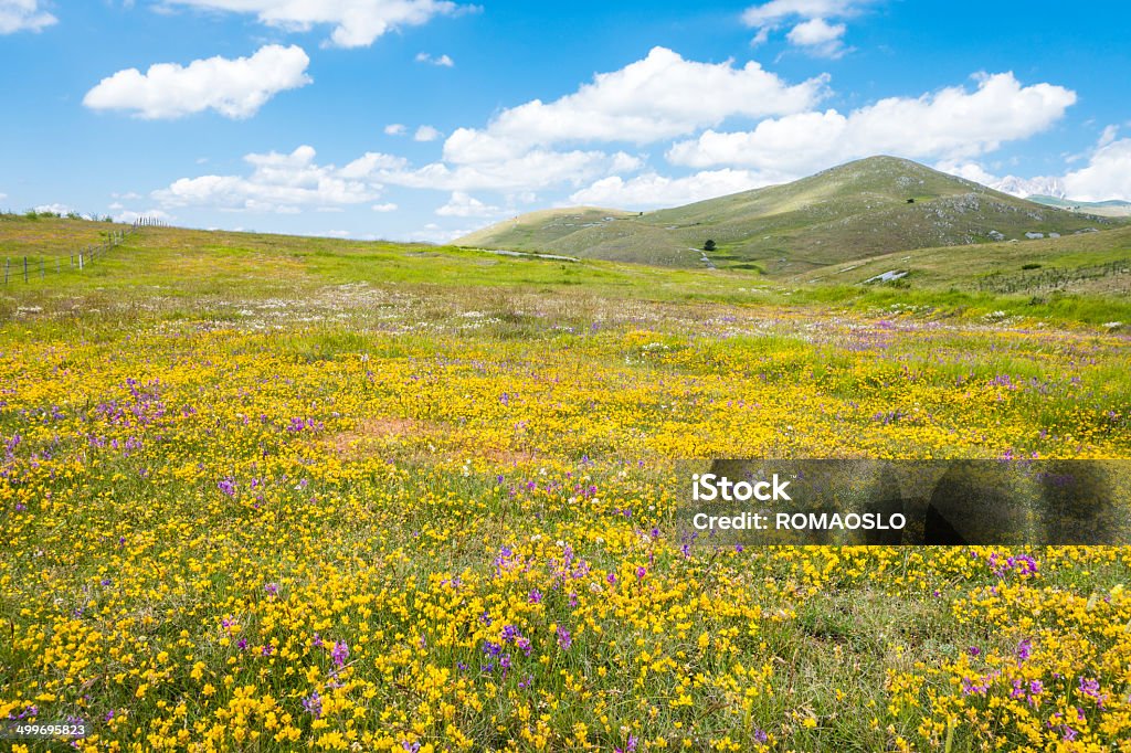 Łąka z dzikich kwiatów w pobliżu Campo Imperatore, Abruzja Włochy - Zbiór zdjęć royalty-free (Abruzja)