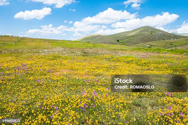 Łąka Z Dzikich Kwiatów W Pobliżu Campo Imperatore Abruzja Włochy - zdjęcia stockowe i więcej obrazów Abruzja
