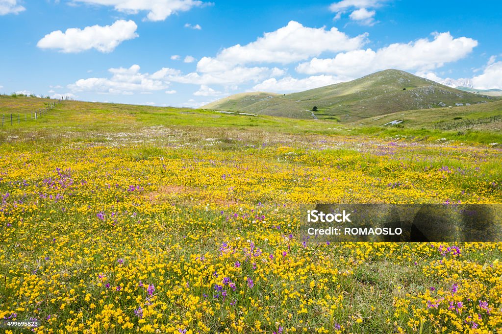 Meadow com flores silvestres perto de Campo Imperatore Abruzzi, na Itália, - Foto de stock de Abruzzo royalty-free