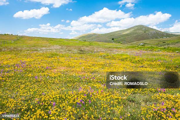 Луг С Дикими Цветами Campo Imperatore Абруццо Италия — стоковые фотографии и другие картинки Абруццо