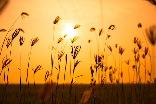 Flowering grasses waving under the twilight time.
