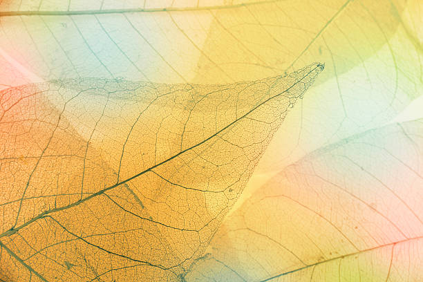 macro hojas - leaf autumn macro leaf vein fotografías e imágenes de stock