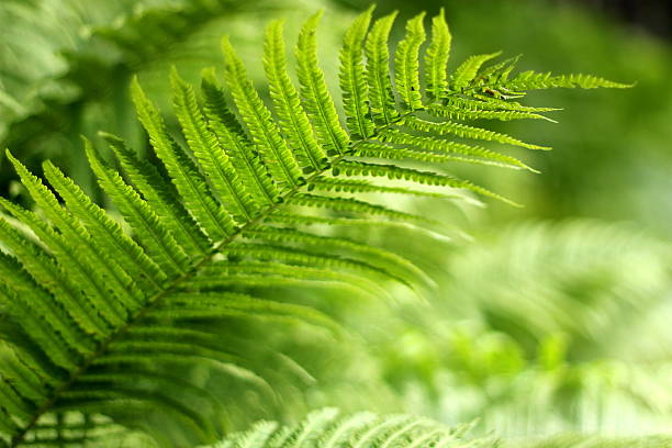 samambaia - fern bracken growth leaf imagens e fotografias de stock