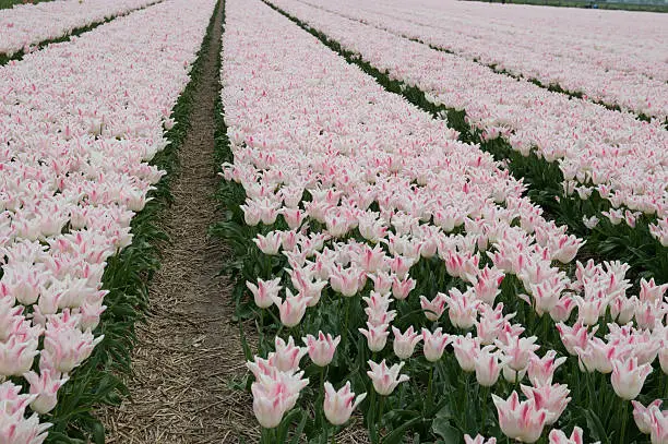 Tulipfield in the Netherlands.