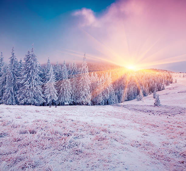 istock Colorful winter sunrise in the mountain forest. 499696392