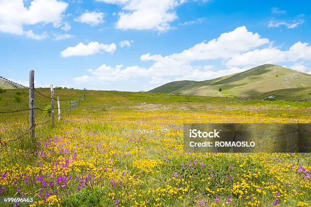 Wiese Mit Wilden Blumen In Der Nähe Des Campo Imperatore Abruzzen Italien Stockfoto und mehr Bilder von Abruzzen