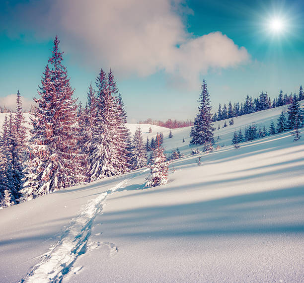istock Sunny winter landscape in the mountain forest 499696644