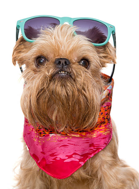 istock Brussels Griffon in sunglasses 499696767