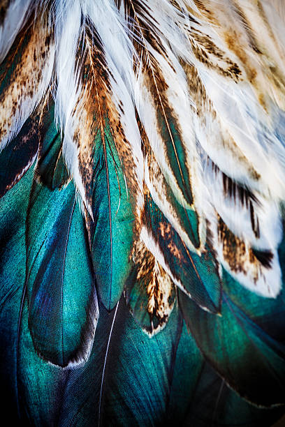 istock Bright brown feather group of some bird 499696876
