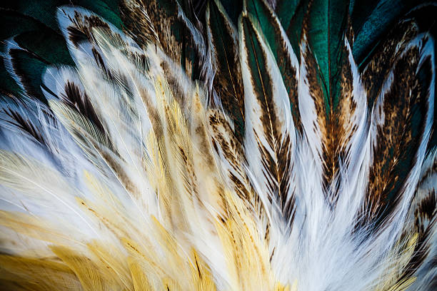 istock Bright brown feather group of some bird 499697130