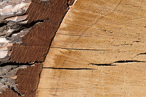 Pine Cross Section A cross section of a pine tree, via chainsaw. cambium photos stock pictures, royalty-free photos & images