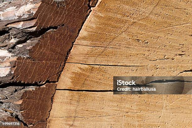 Pine Cross Section Stock Photo - Download Image Now - Cambium, 2015, Cross Section