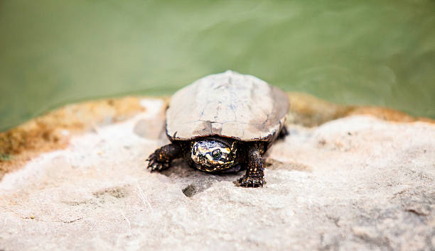 istock close up face of dirty turtle on stone 499697407