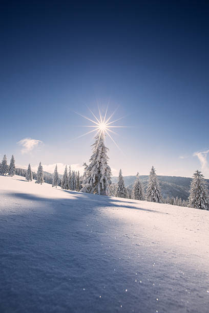 istock trees in winter in Black Forest, Germany 499698230