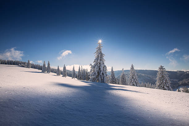 trees in winter in Black Forest, Germany stock photo