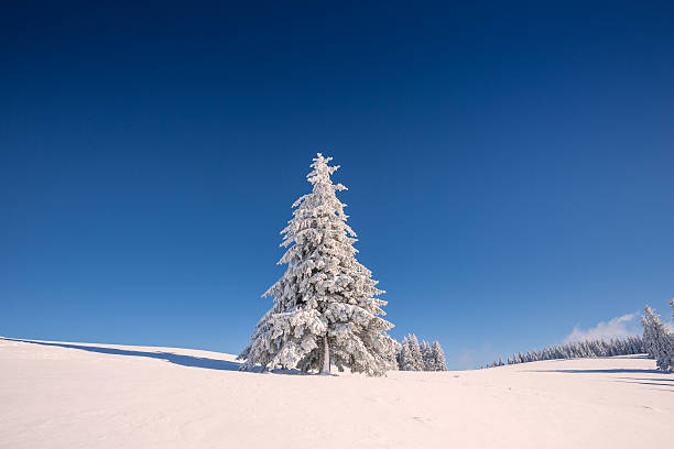 istock pine tree in winter in Black Forest, Germany 499698540