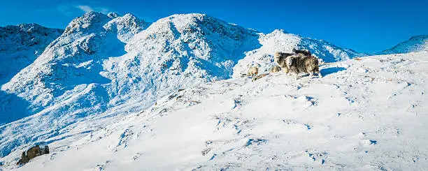 Photo of Lake District Herdwick Sheep on winter mountain Crinkle Crags Cumbria