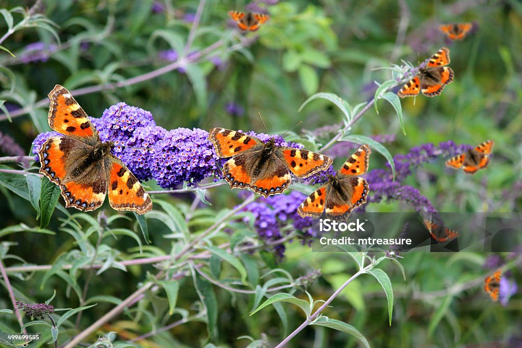 Púrpura budleia carey mariposas en flores (Buddleja davidii) butterfly bush - Foto de stock de Aire libre libre de derechos