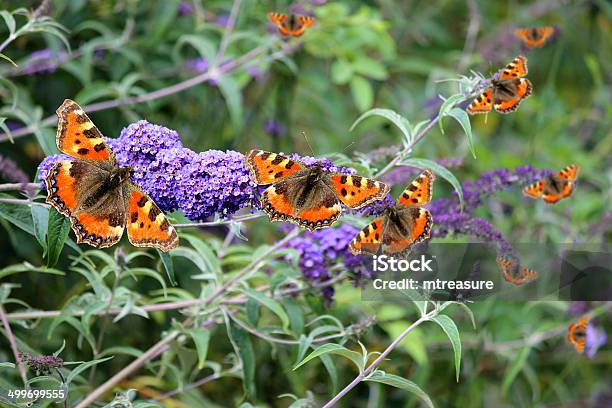 Photo libre de droit de Tortue Des Papillons Sur Fleurs Violet Buddleia Buddleja Davidii Butterfly Bush banque d'images et plus d'images libres de droit de Aile d'animal