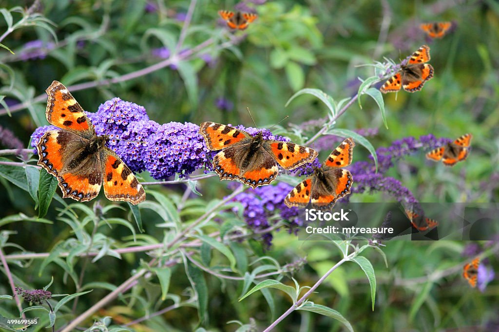 三毛バタフライ、紫の花のフジウツギ（Buddleja davidii ）、バタフライブッシュ - オレンジ色のロイヤリティフリーストックフォト