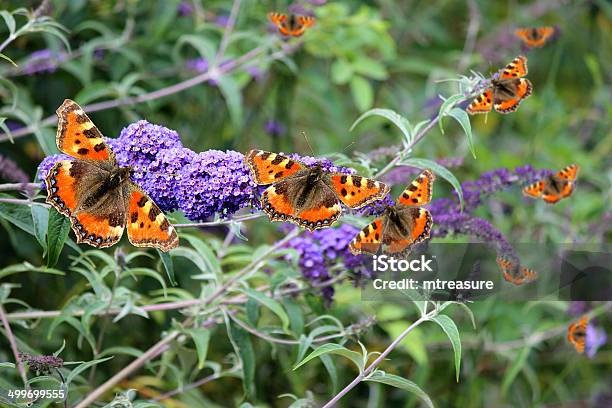 三毛バタフライ紫の花のフジウツギbuddleja Davidii バタフライブッシュ - オレンジ色のストックフォトや画像を多数ご用意 - オレンジ色, コヒオドシ, チョウ