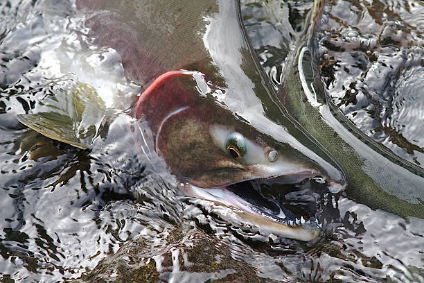 salmon spawning - pembe somon stok fotoğraflar ve resimler