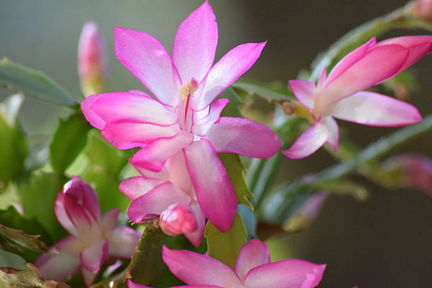 istock Pink and White Christmas  Holiday Cactus 499699778