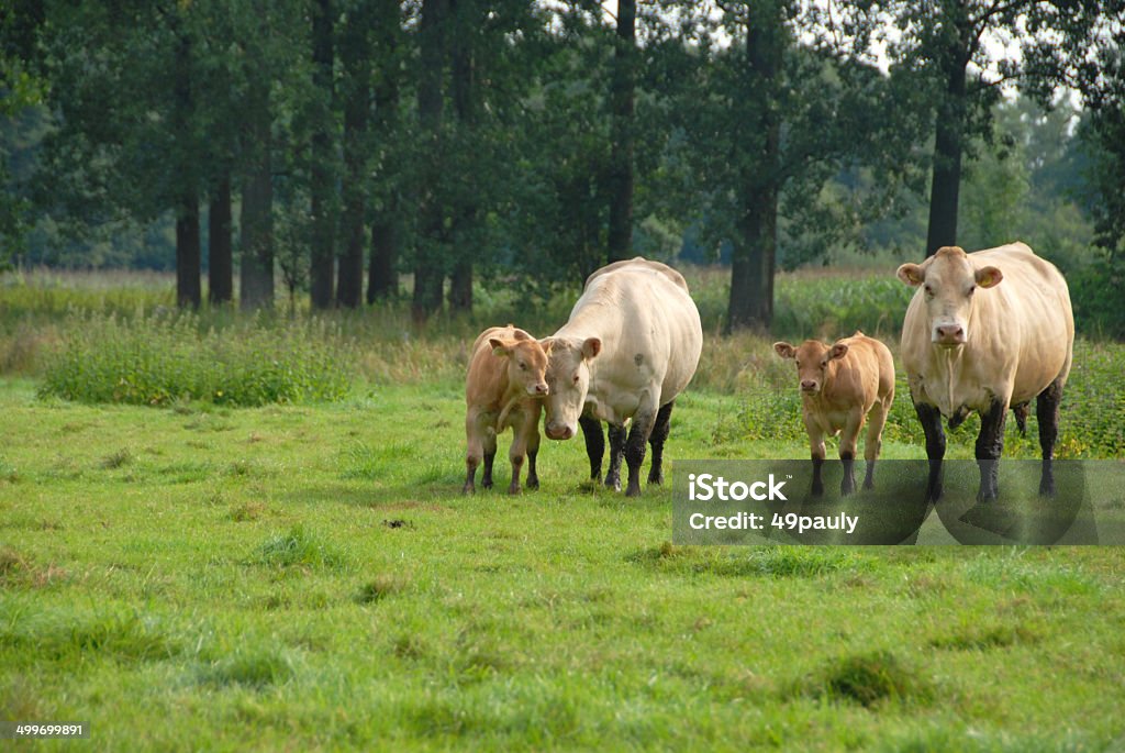 Charolais vaca de cría que es de pie en un pasto. - Foto de stock de Aire libre libre de derechos