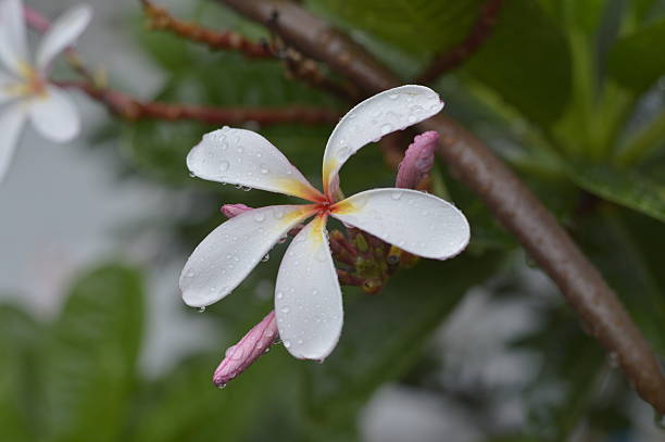 istock Pink Plumeria 499699925