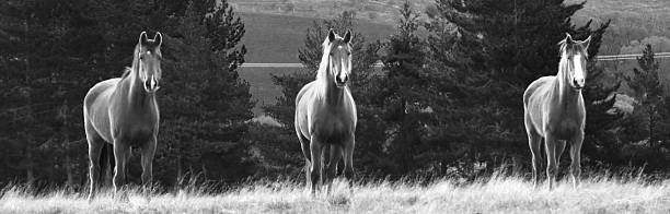 istock horses molesworth station 499699995